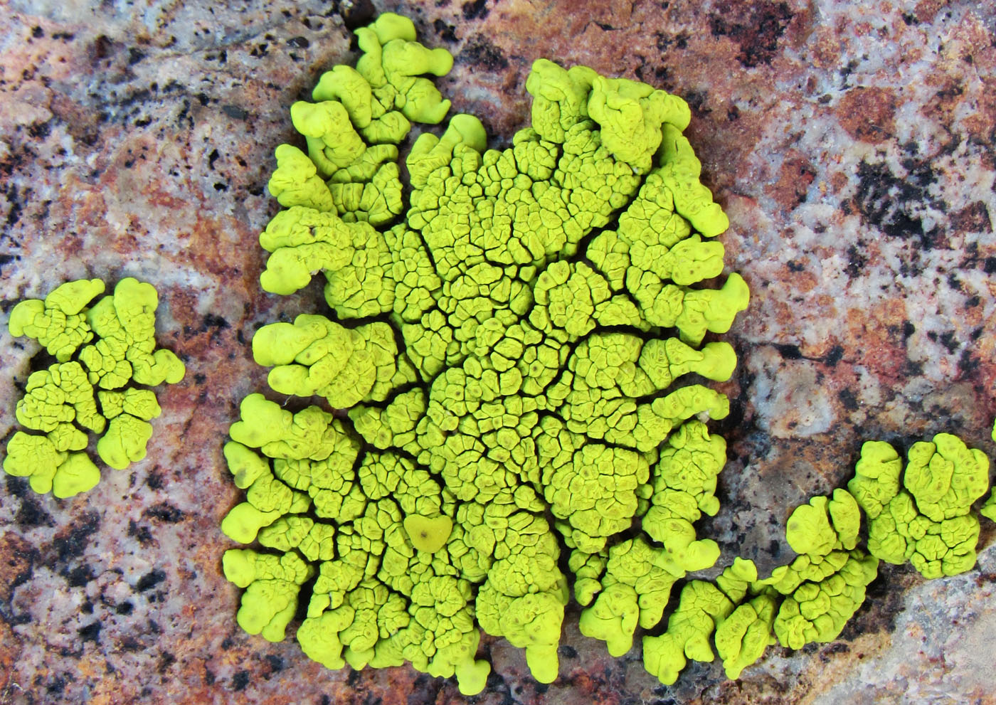 Image of Pleopsidium flavum specimen.