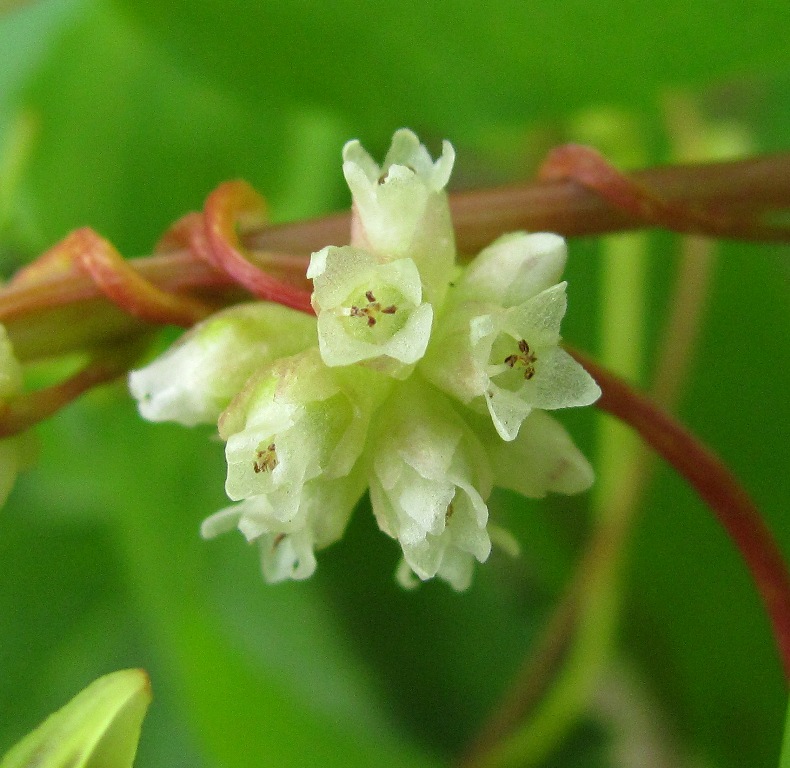 Изображение особи Cuscuta europaea.