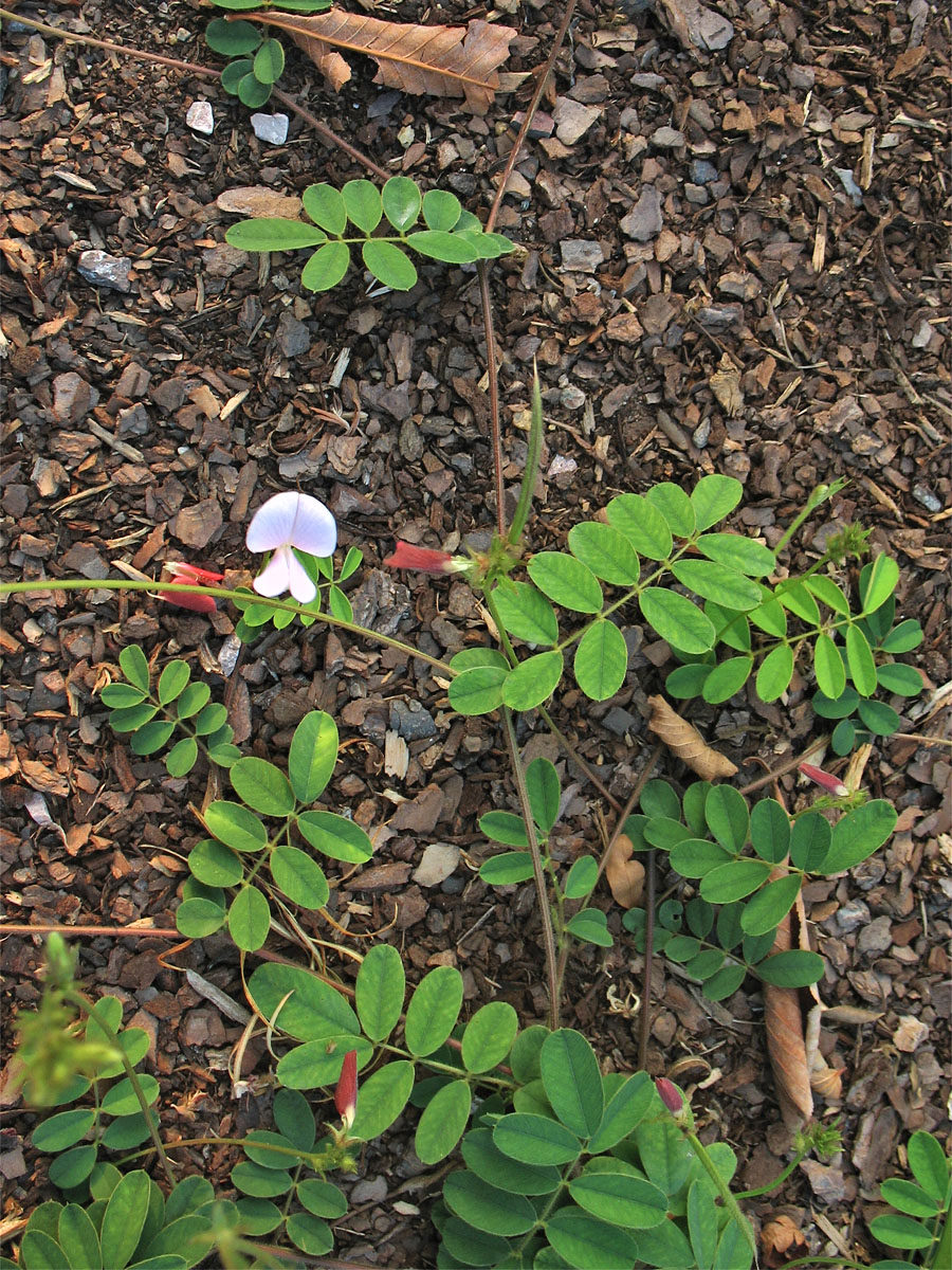 Image of Tephrosia spicata specimen.