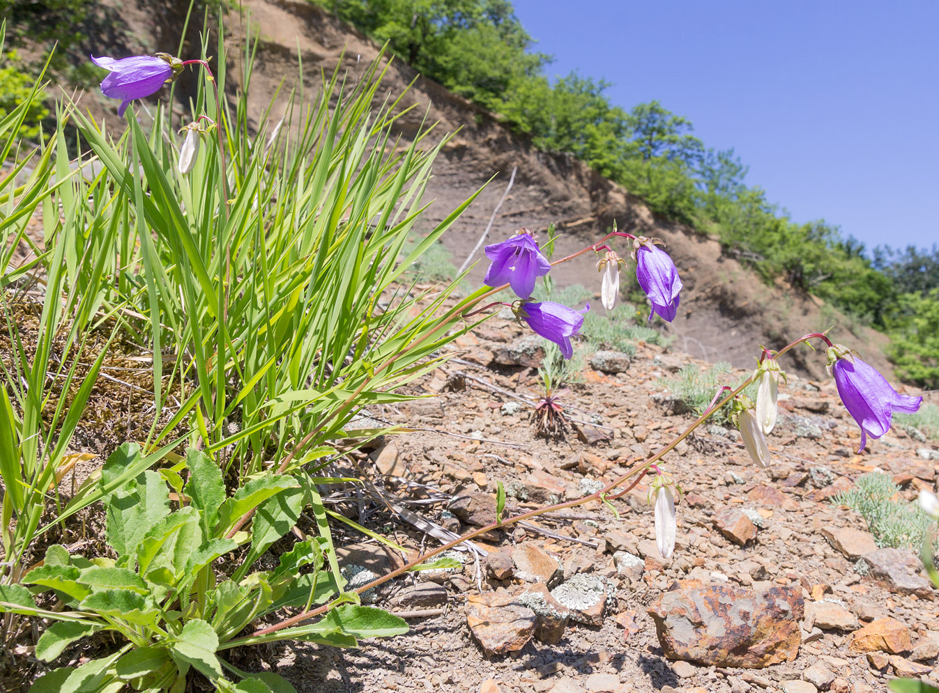 Image of Campanula longistyla specimen.