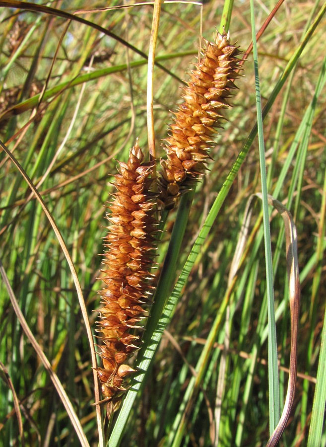 Image of Carex rostrata specimen.