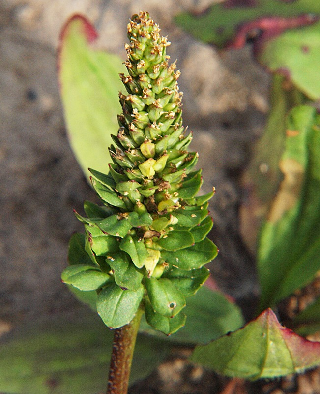 Image of genus Plantago specimen.