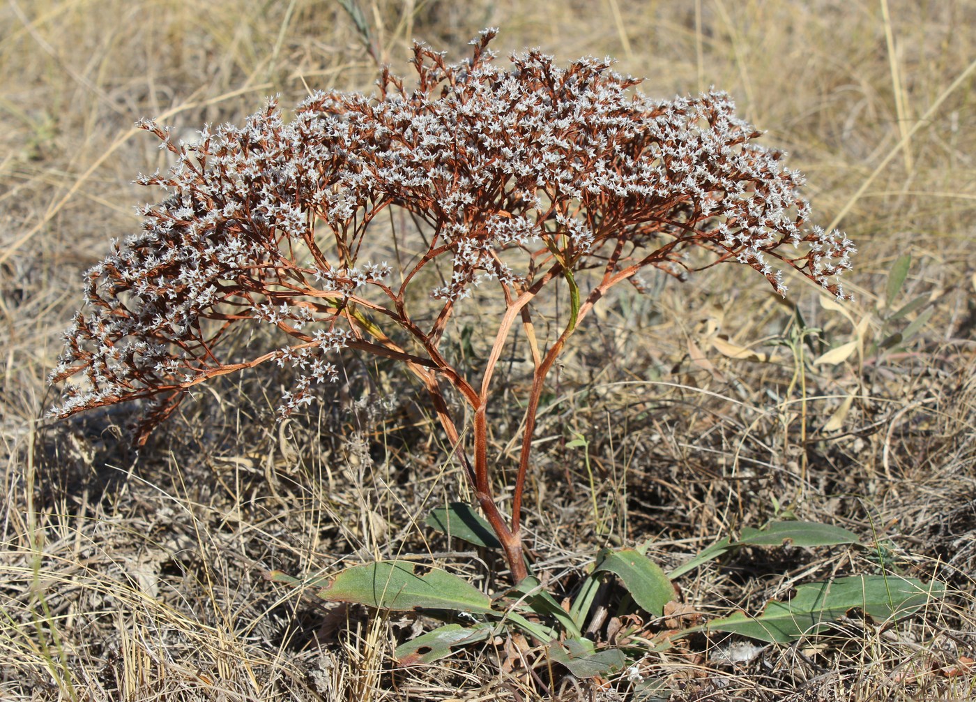 Изображение особи Goniolimon tataricum.