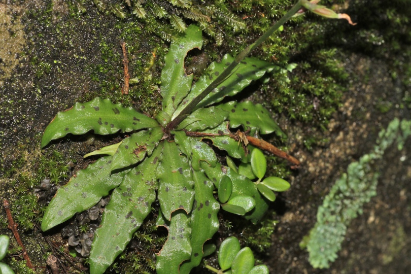 Image of Stenoglottis fimbriata specimen.