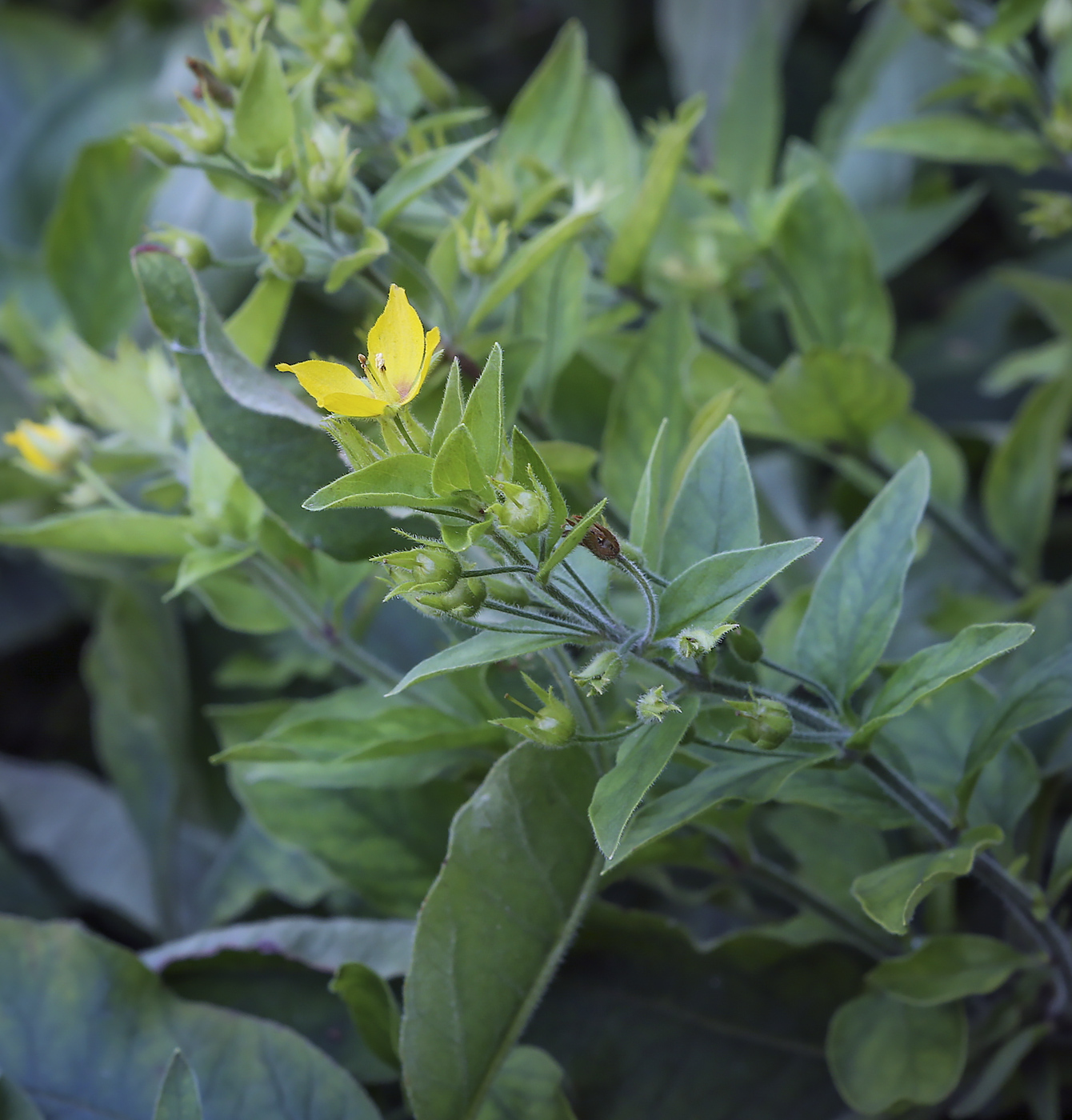 Image of genus Lysimachia specimen.