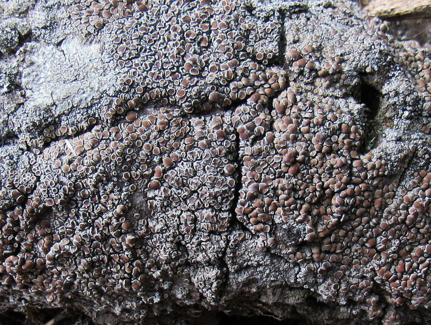 Image of Lecanora cenisia specimen.