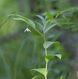 Смотреть изображение Disporum smilacinum