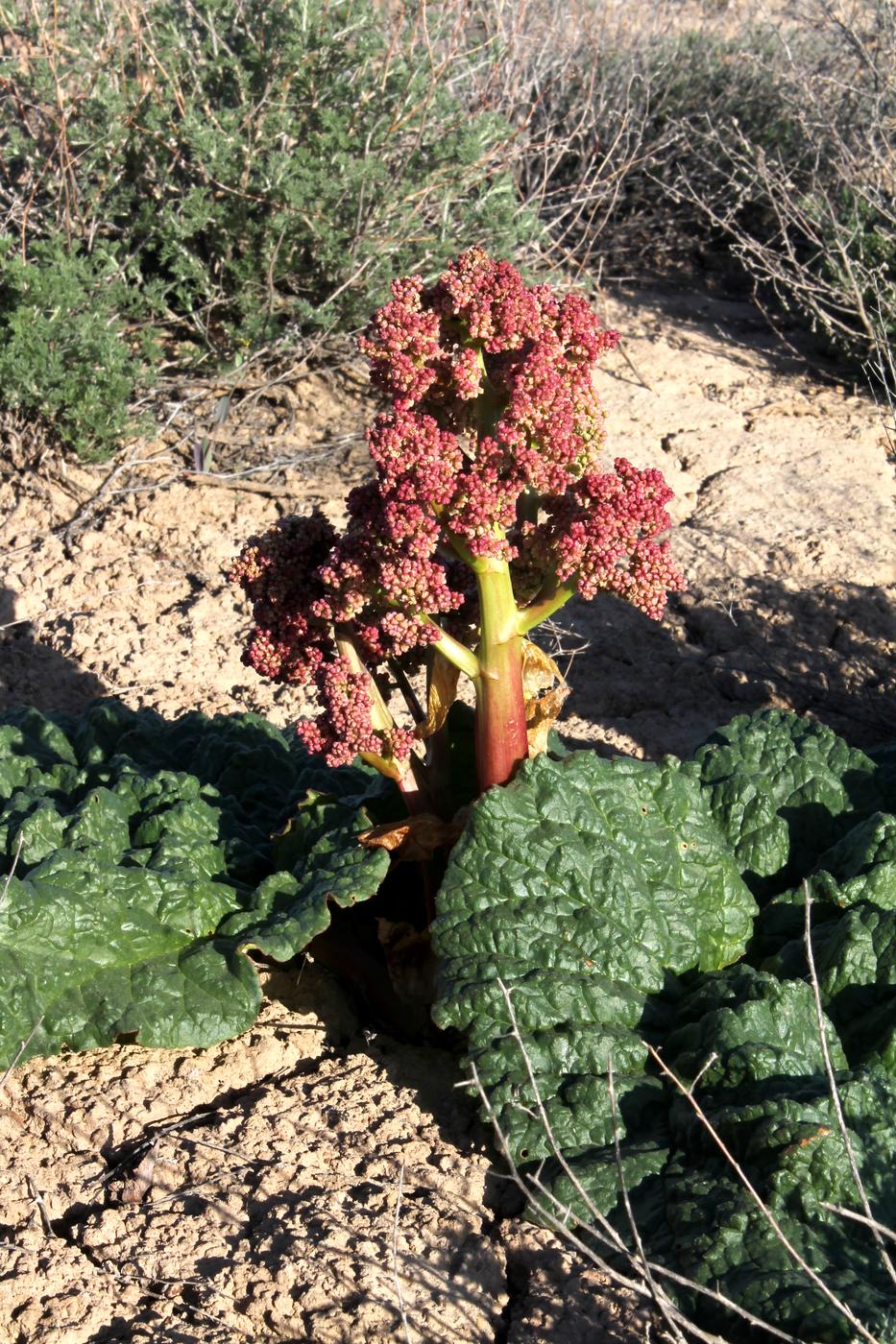 Image of Rheum tataricum specimen.