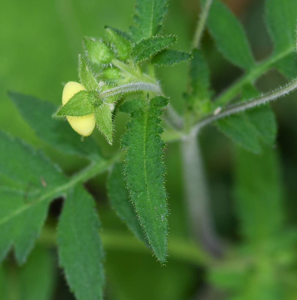 Image of Calceolaria tripartita specimen.