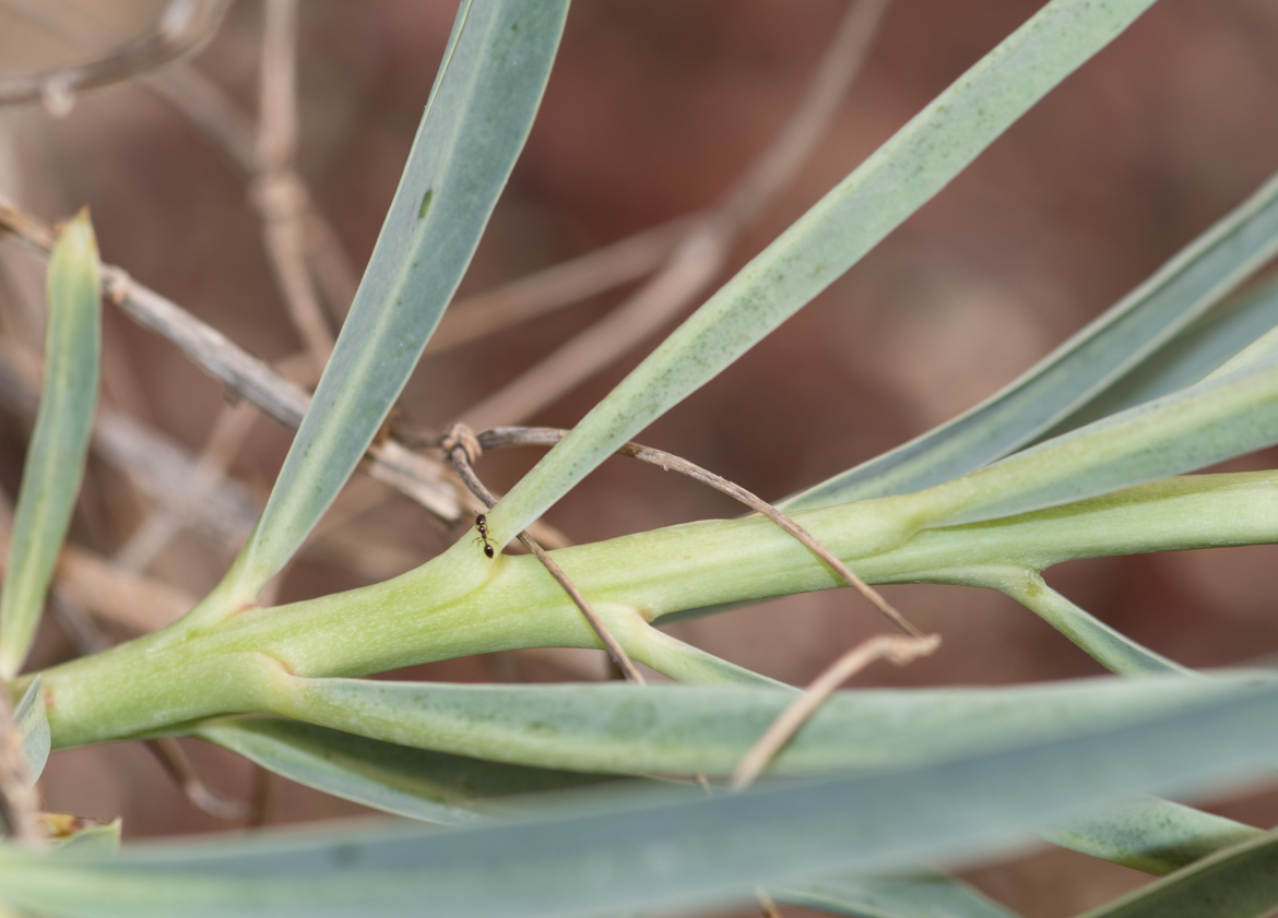 Image of Euphorbia monteiroi specimen.