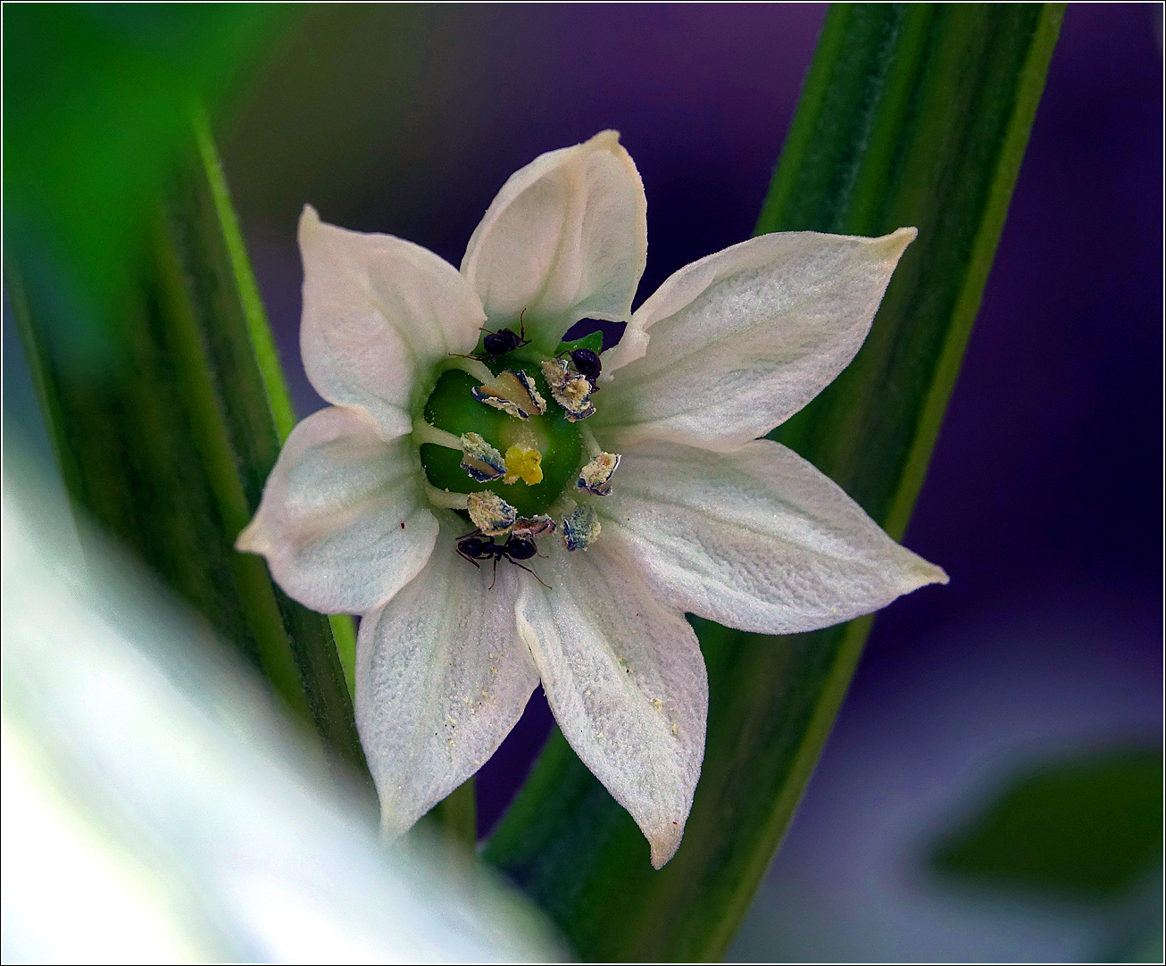 Изображение особи Capsicum annuum.