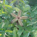 Paeonia suffruticosa