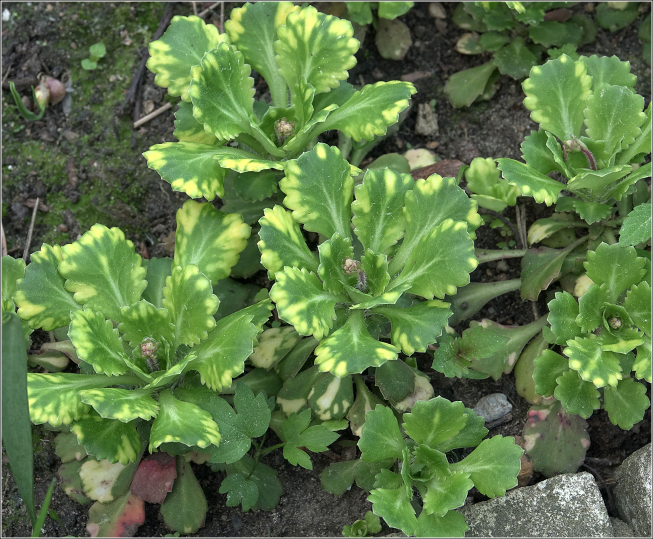 Image of Saxifraga umbrosa specimen.