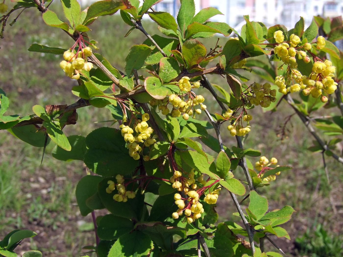 Изображение особи Berberis vulgaris.