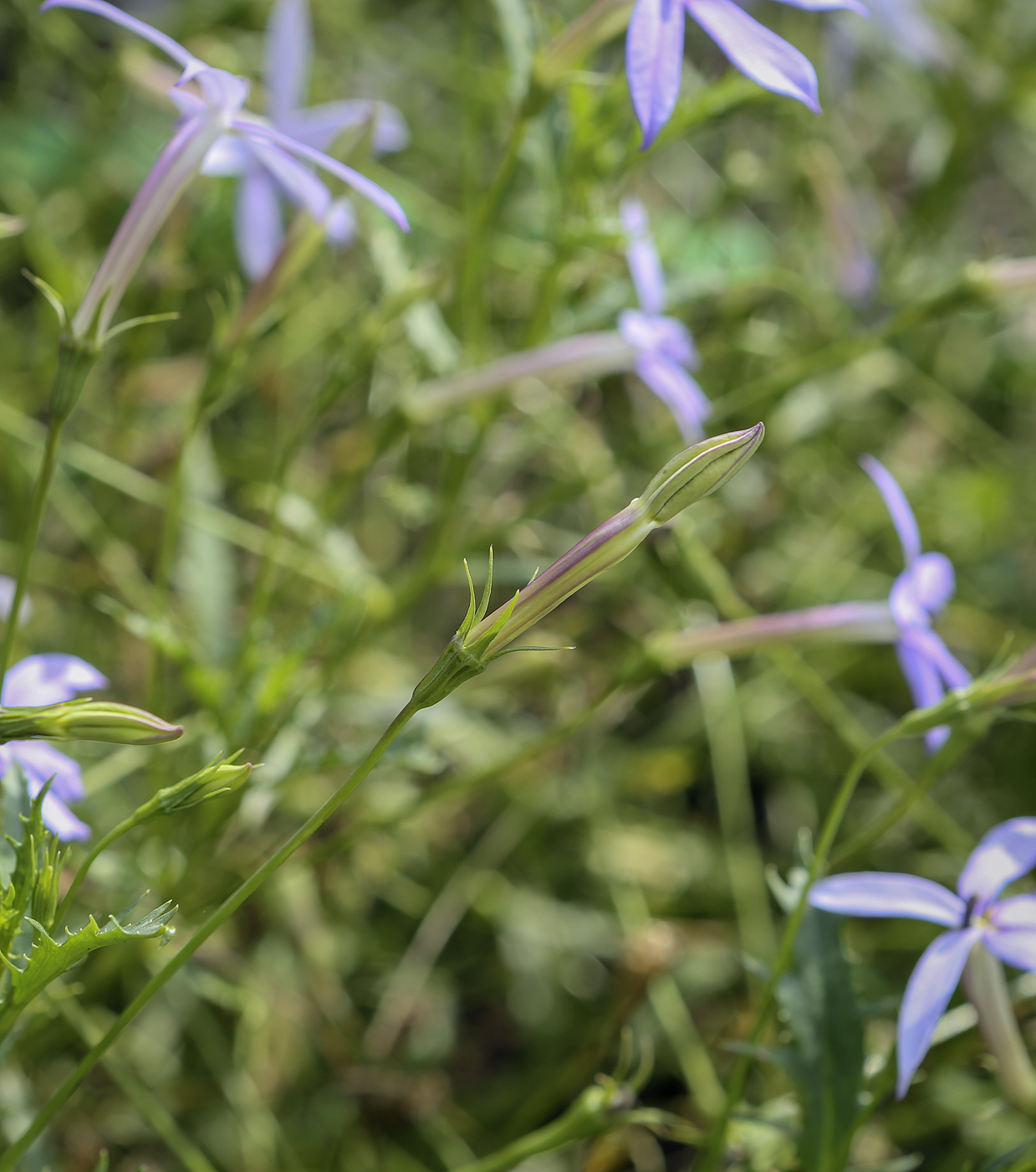 Изображение особи Isotoma axillaris.