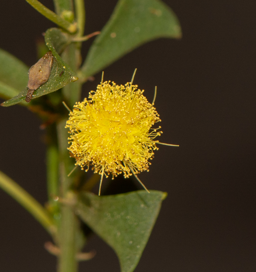 Image of Acacia truncata specimen.