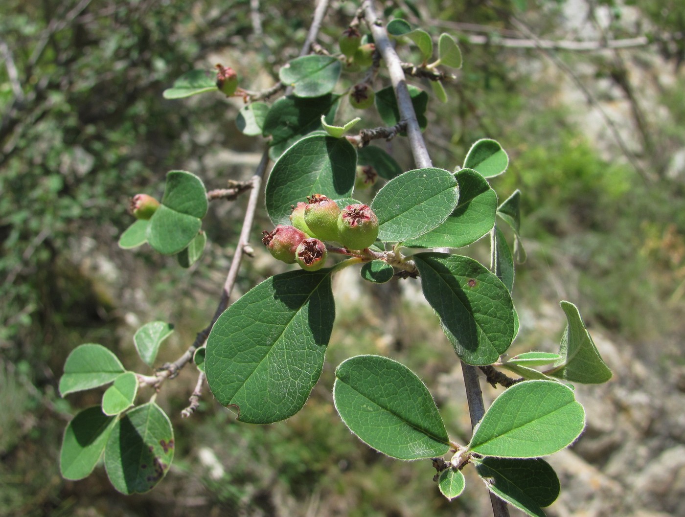 Изображение особи Cotoneaster melanocarpus.