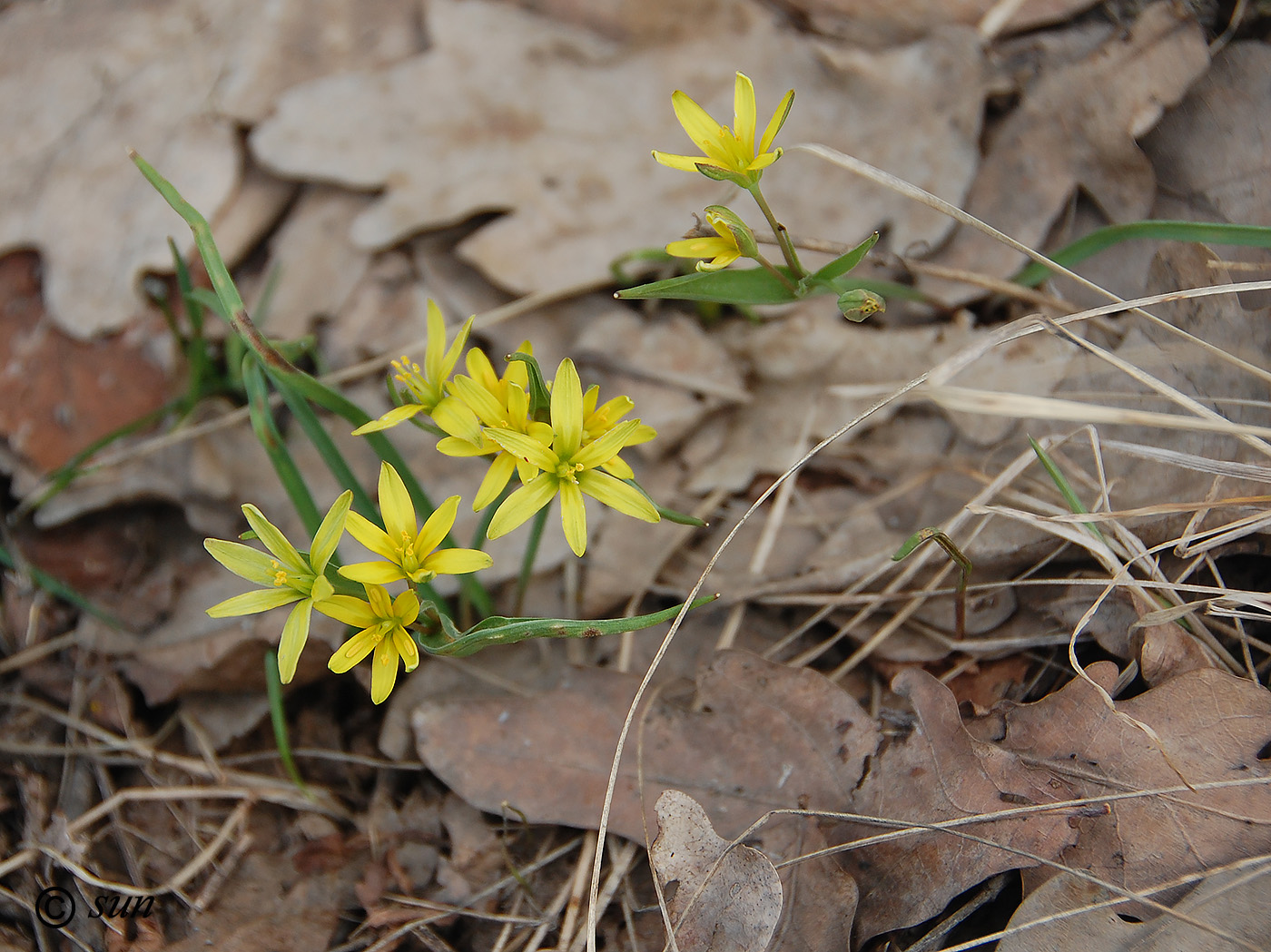 Image of genus Gagea specimen.