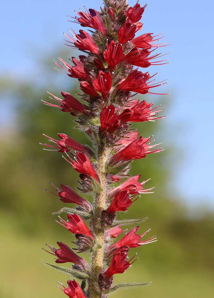 Изображение особи Echium russicum.