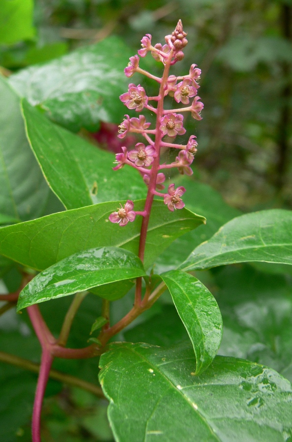 Image of Phytolacca americana specimen.