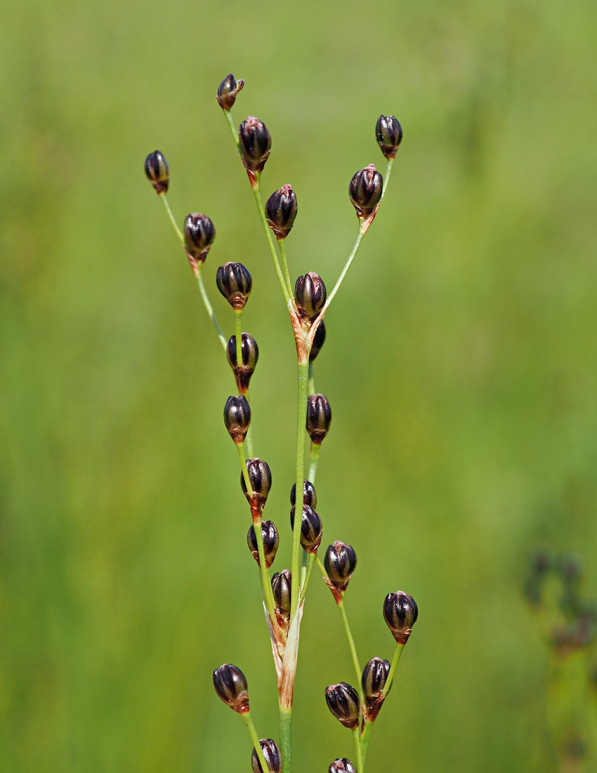 Image of Juncus gerardi specimen.