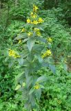 Lysimachia vulgaris