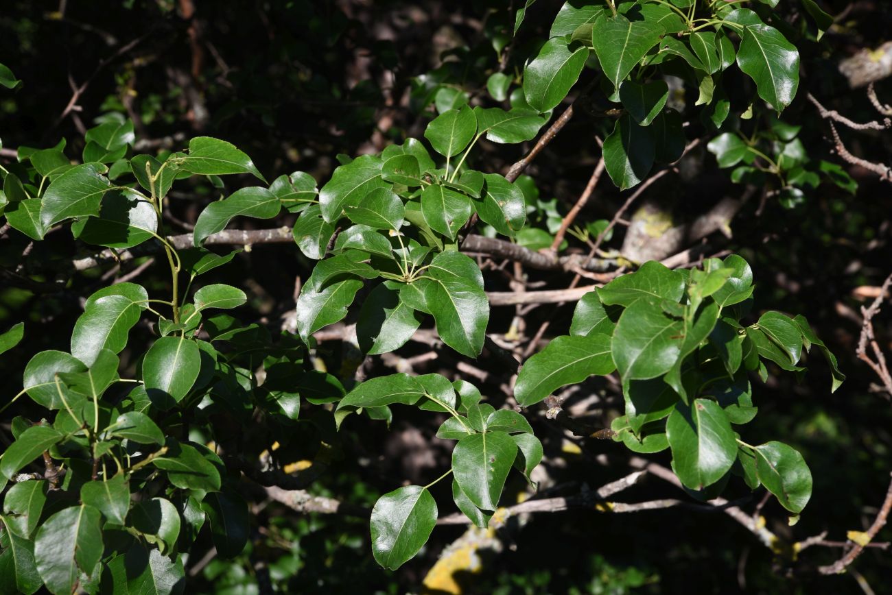 Image of Pyrus caucasica specimen.