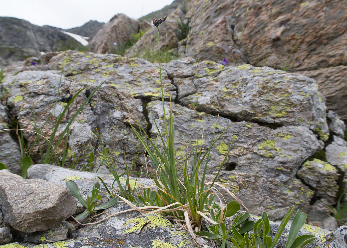 Image of Carex acrifolia specimen.