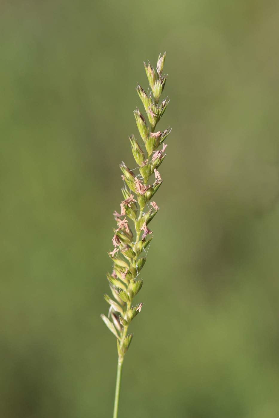 Изображение особи Cynosurus cristatus.