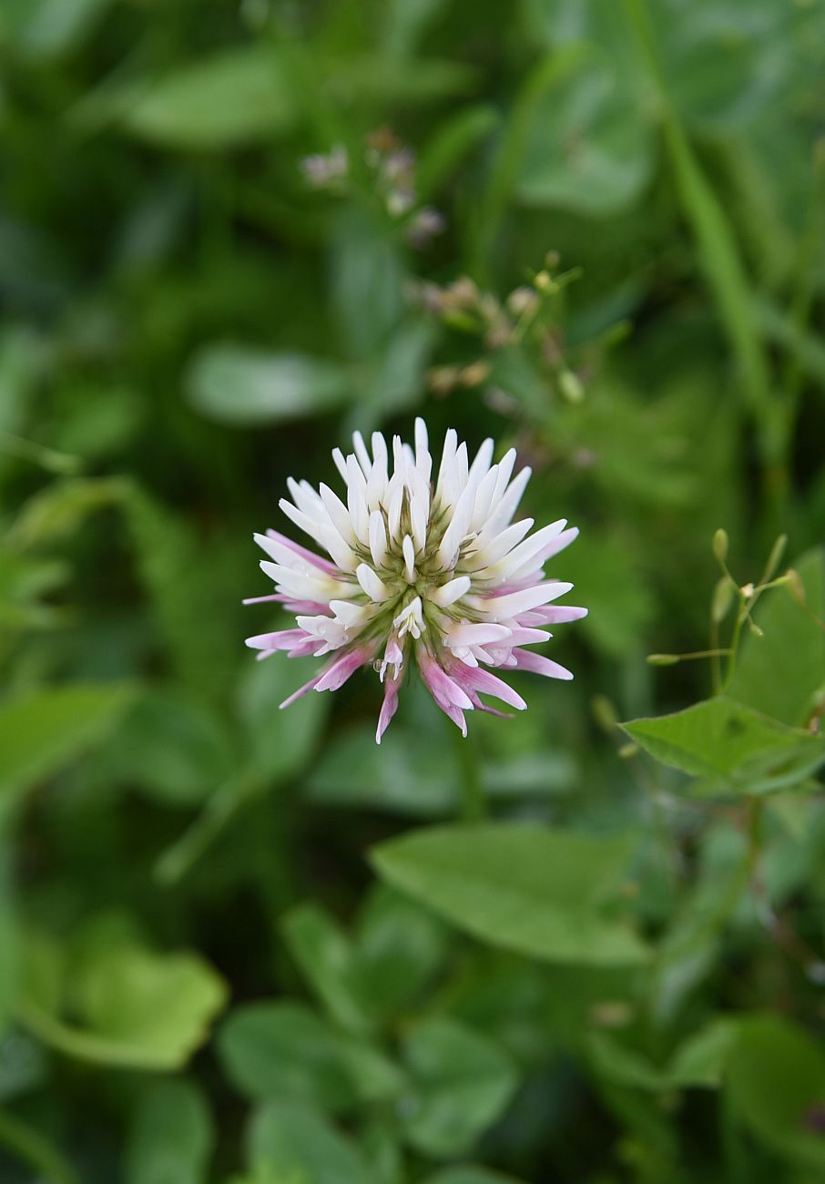 Image of Trifolium ambiguum specimen.