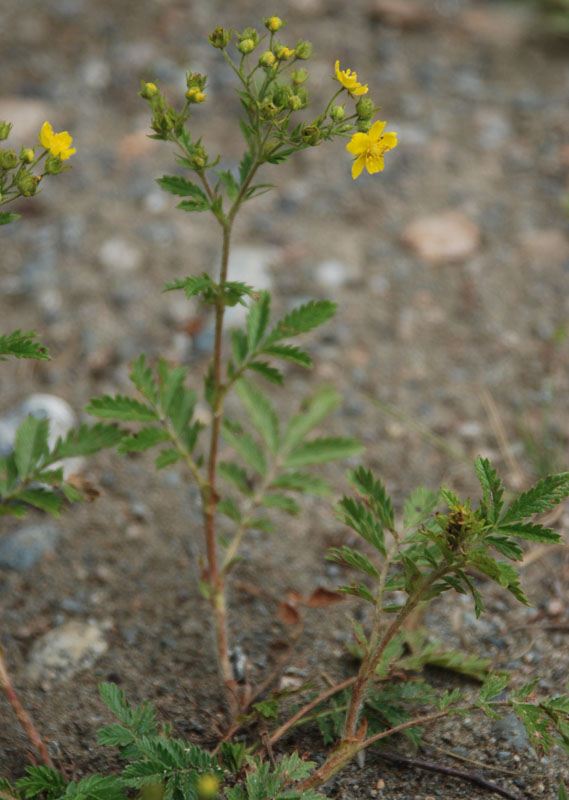 Image of Potentilla tanacetifolia specimen.