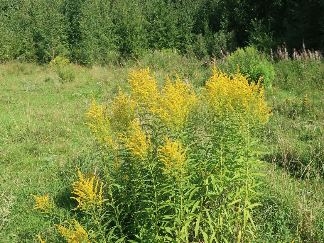 Изображение особи Solidago canadensis.