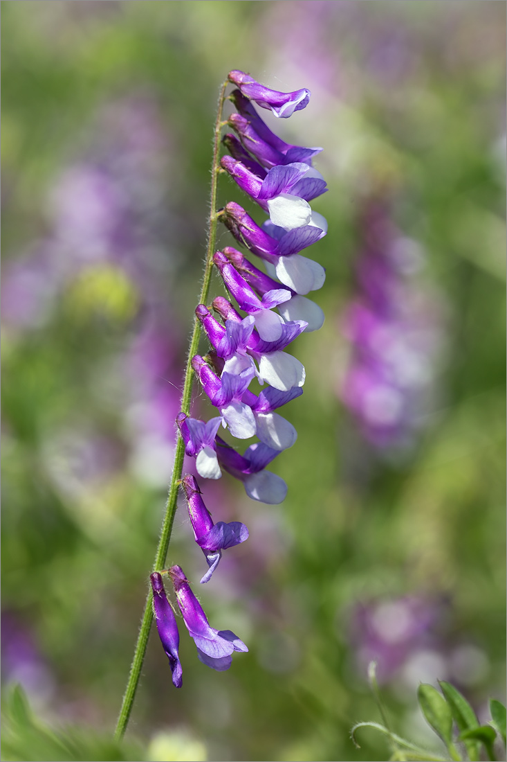 Изображение особи Vicia villosa.