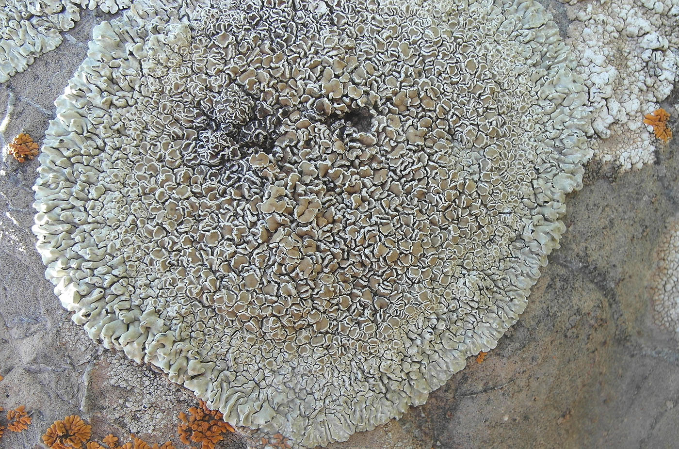 Изображение особи Lecanora muralis.