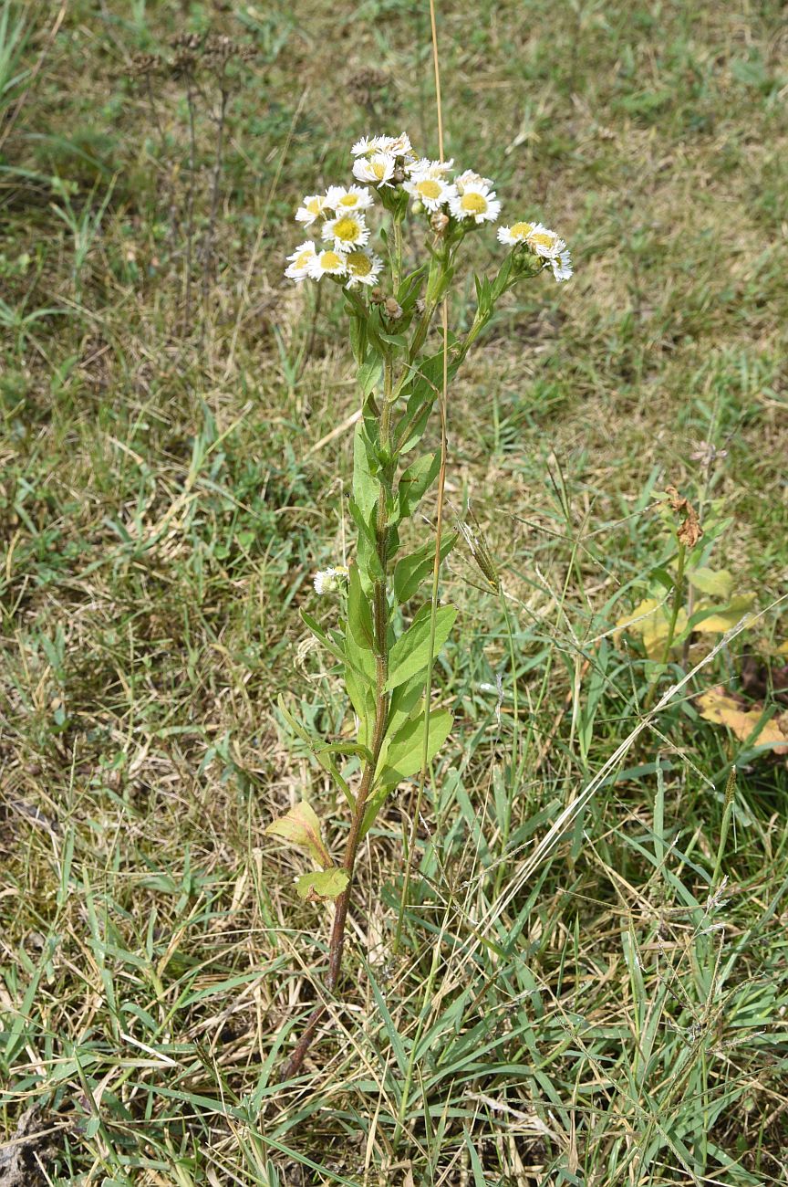 Image of Erigeron annuus specimen.