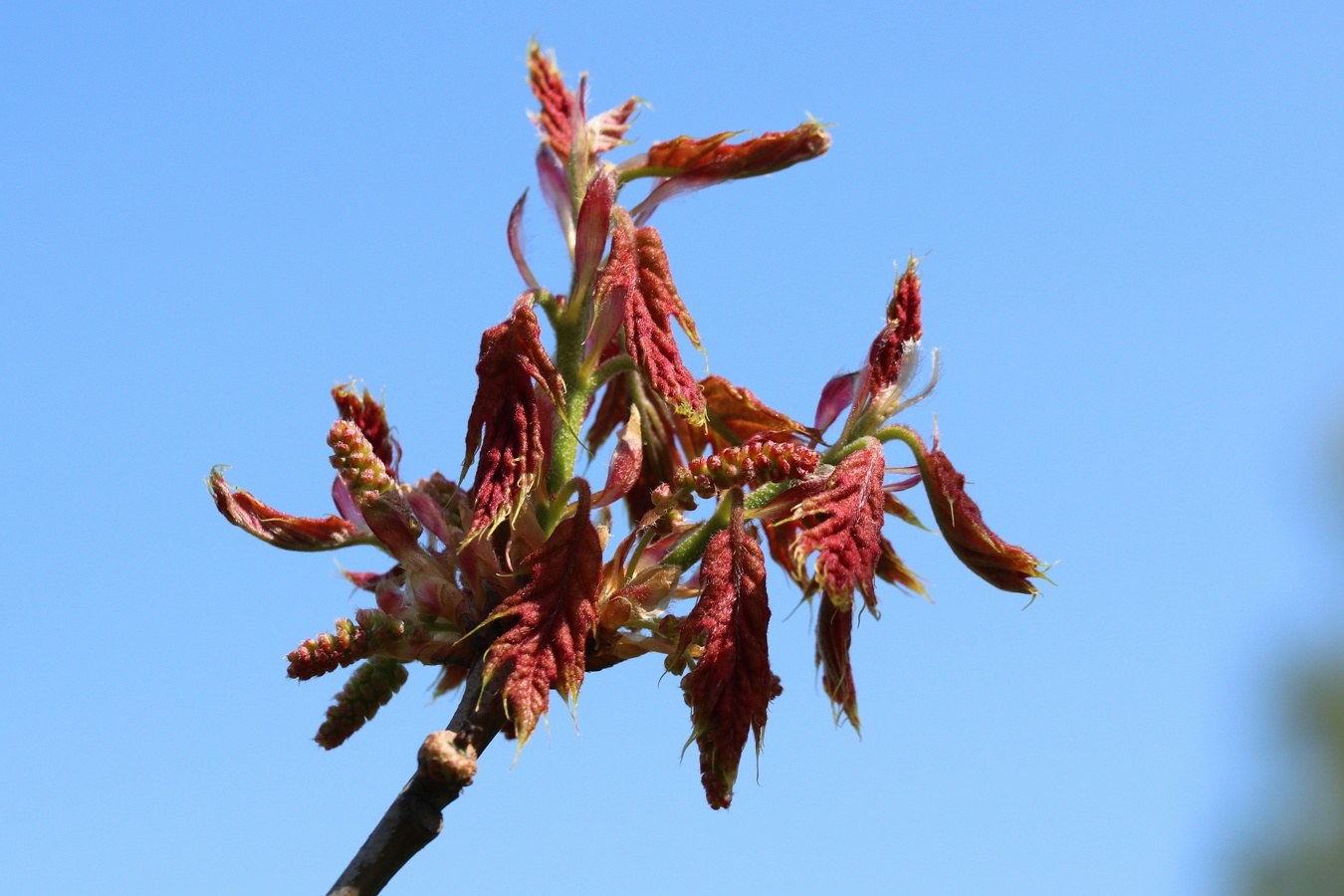 Image of Quercus rubra specimen.