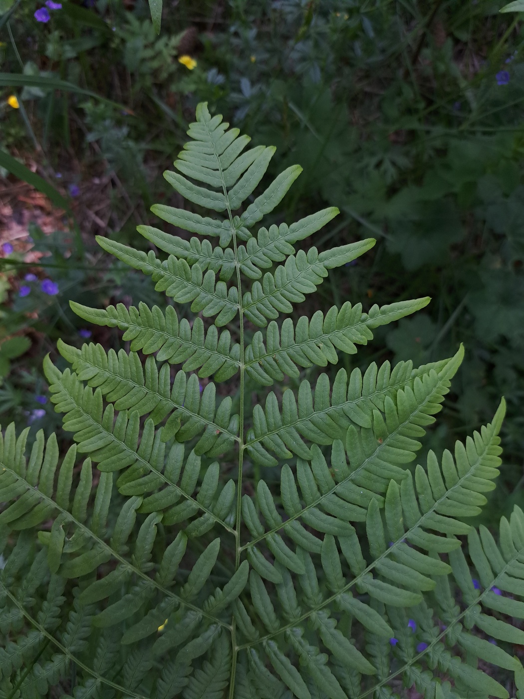 Image of Pteridium pinetorum specimen.