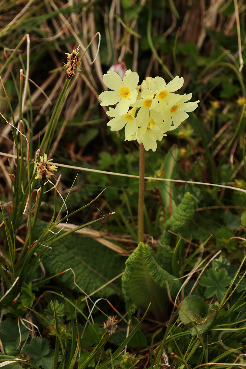 Изображение особи Primula ruprechtii.