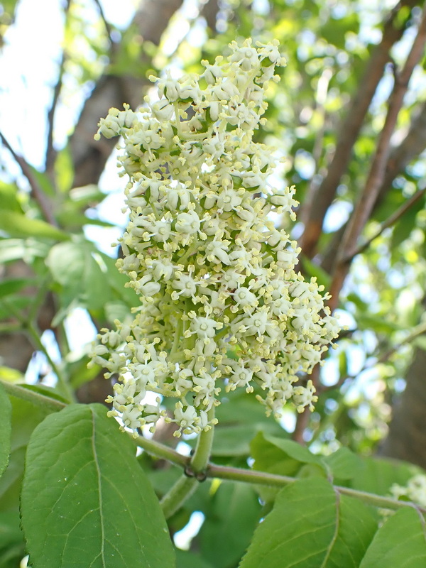 Изображение особи Sambucus sibirica.