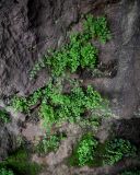 Adiantum capillus-veneris. Взрослые растения. Грузия, Имеретия, г. Кутаиси, берег р. Риони, на скале. 15.06.2023.