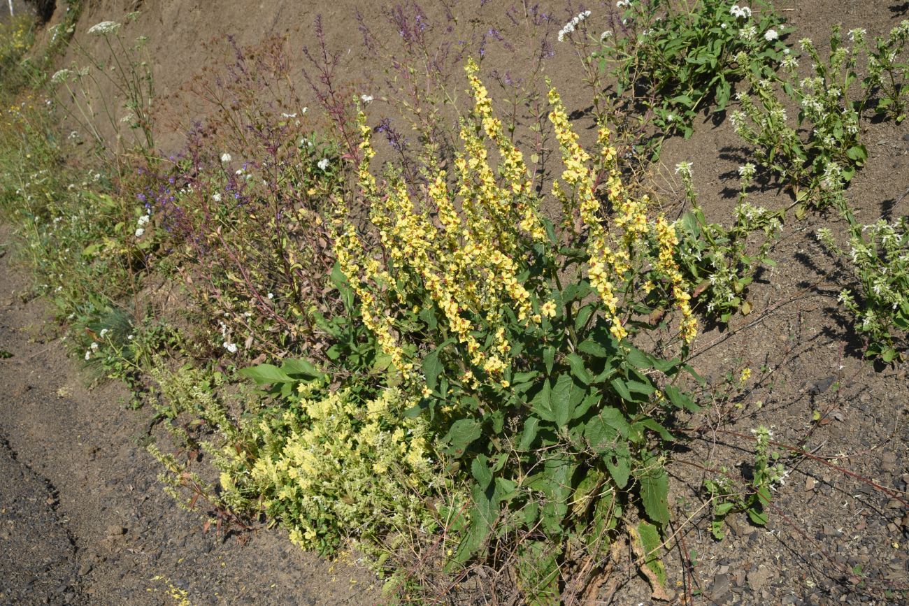 Изображение особи род Verbascum.