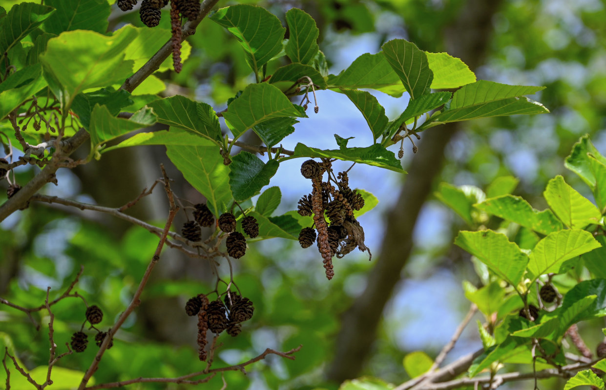 Image of Alnus barbata specimen.