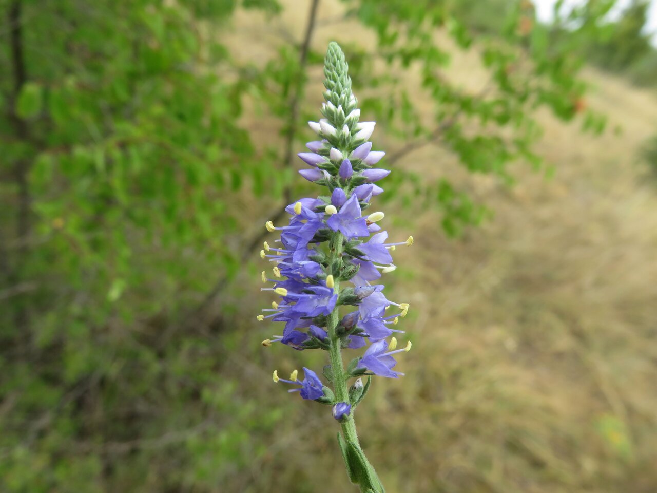 Image of Veronica orchidea specimen.