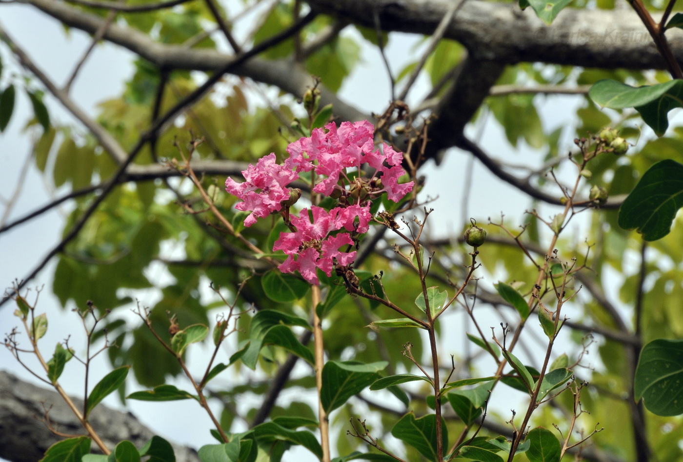 Image of Lagerstroemia indica specimen.