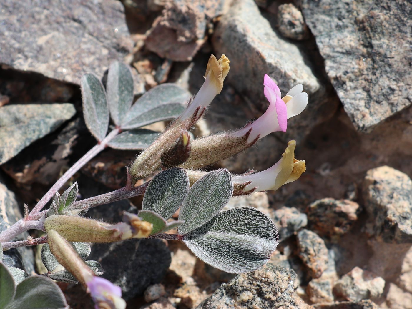 Image of Astragalus subbijugus specimen.