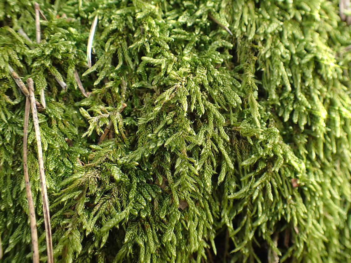 Image of Hypnum cupressiforme specimen.