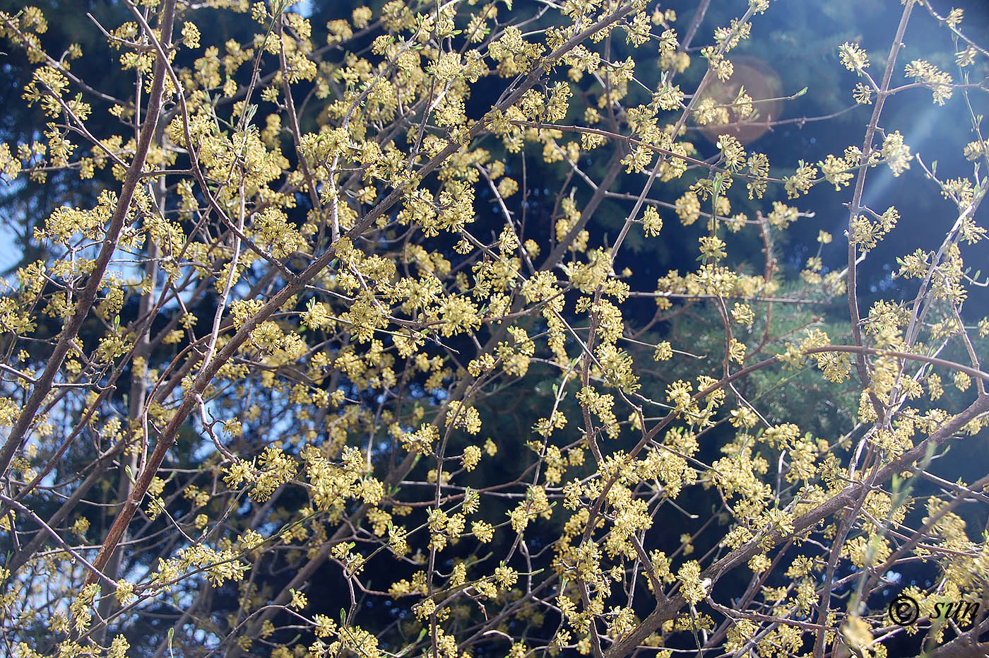 Изображение особи Cornus mas.