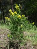 Chamaecytisus ruthenicus