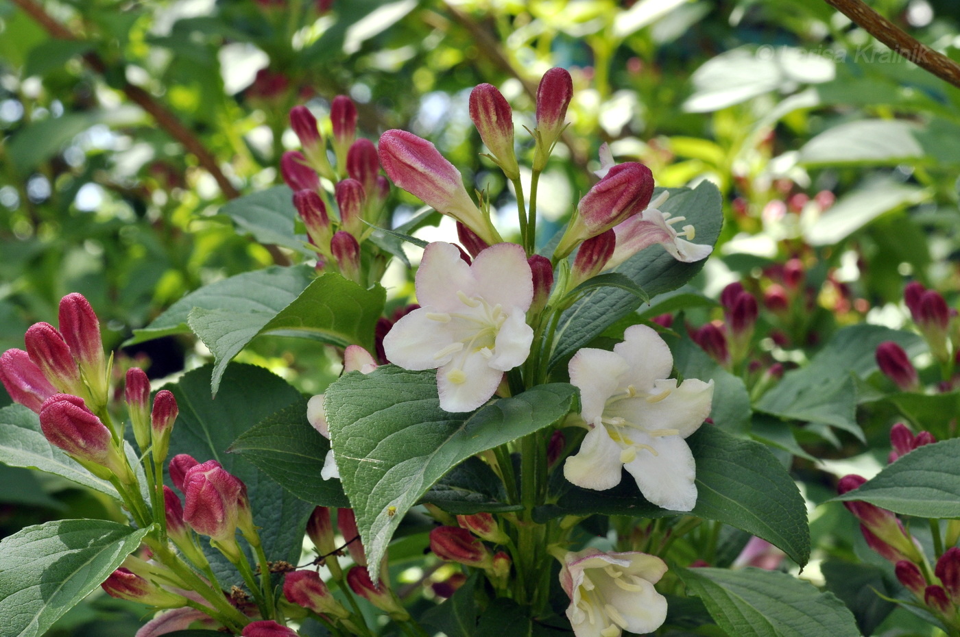 Image of Weigela floribunda specimen.