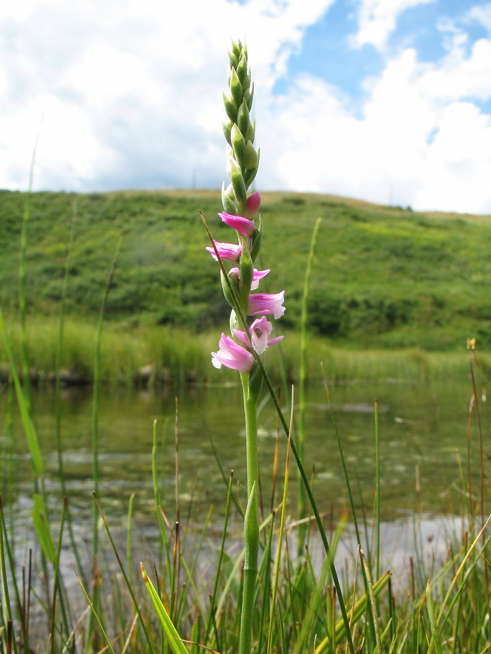 Изображение особи Spiranthes australis.